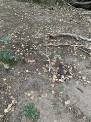 Sonchus asper