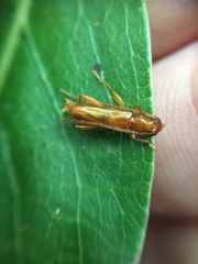 Astetholea pauper