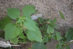 Urtica membranacea