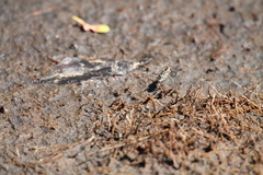 Cicindela carthagena