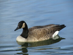Branta canadensis