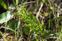 Angadenia