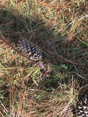 Hieracium megacephalon