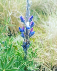 Lupinus aschenbornii