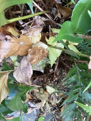 Cyrtomium falcatum