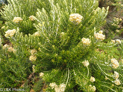 Ozothamnus