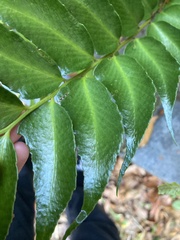 Cyrtomium falcatum