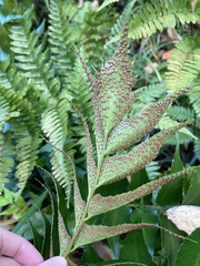 Cyrtomium falcatum