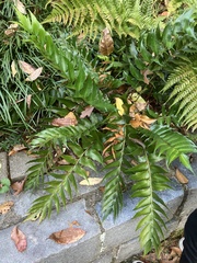 Cyrtomium falcatum