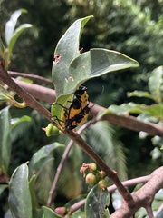 Chauliognathus heros