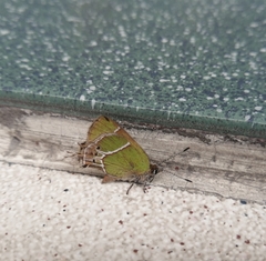Callophrys xami