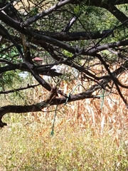Trichonephila clavipes