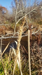 Elymus virginicus