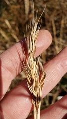 Elymus virginicus