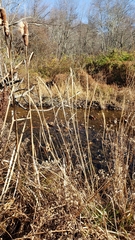 Elymus virginicus