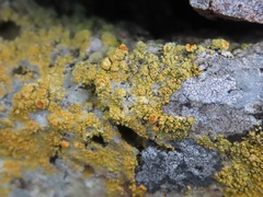 Polycauliona candelaria