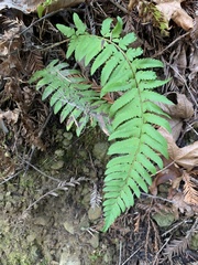 Polystichum californicum