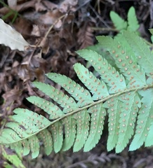 Polystichum californicum