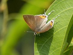 Hypolycaena thecloides