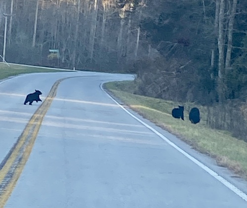 American Black Bear photographed in South Carolina
