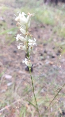 Silene jeniseensis