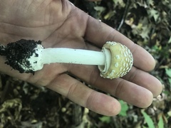 Amanita
