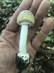 Amanita