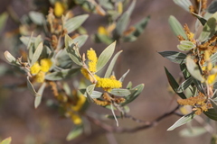 Acacia stipuligera