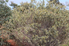 Acacia stipuligera