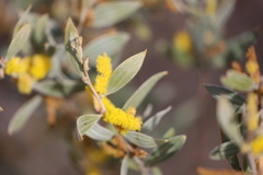 Acacia stipuligera