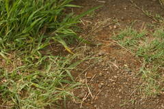 Eragrostis tenuifolia