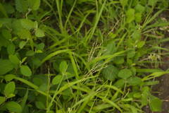 Eragrostis pectinacea