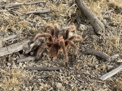Grammostola rosea