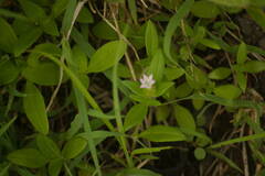 Richardia grandiflora