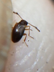 Zenascus roberti