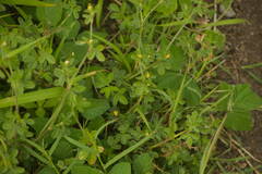 Stylosanthes viscosa