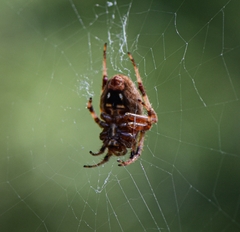 Neoscona crucifera