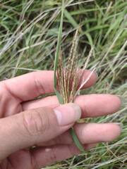 Bothriochloa pertusa