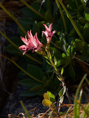 Alstroemeria ligtu ligtu
