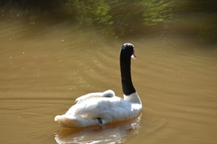 Cygnus melancoryphus