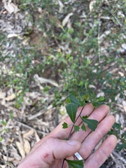 Dodonaea triangularis