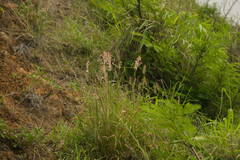 Melinis repens