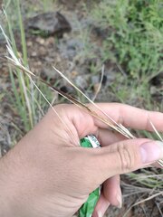 Heteropogon contortus