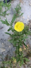 Oenothera stricta