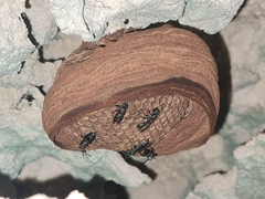 Polybia plebeja