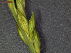Urochloa texana
