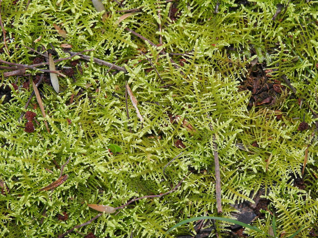 Sparse Fern Moss from Traralgon South Flora and Fauna Reserve ...