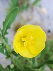 Oenothera stricta