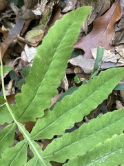 Onoclea sensibilis
