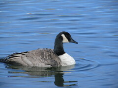 Branta canadensis